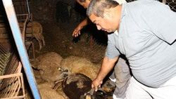 Antalya'da elektrik akımı kurbanlıkları telef etti