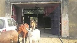 Hindistan'da hapisteki eşekler serbest bırakıldı