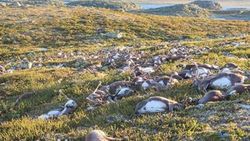 Norveç'te 323 Ren geyiği yıldırım çarpmasıyla telef oldu