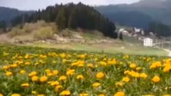 Tonya yayla turizminin yeni adresi oldu