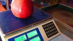 Çanakkale'de yetişen 1 kilo 105 gramlık elma