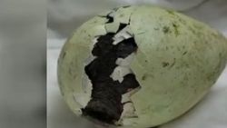 Penguenin yumurtadan çıkış anı