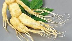 Ginseng nedir