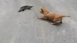 Köpek ile dev kertenkelenin kavgası