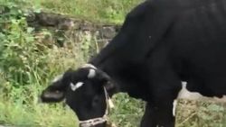 İneklere işkence yapan kişiye inceleme