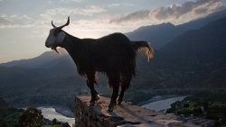 Muğla'da yaban keçileri ölüyor