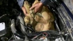 Canlı danaları otomobilin motorunda yurda sokmaya çalıştı