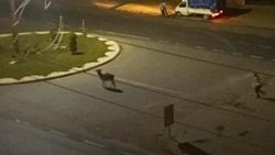 Manisa'da bir dana kamyonet kasasından kaçtı