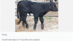 Sosyal medyada dana seferberliği