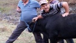 Bayramdan önce kaçan dana 2 hafta sonra yakalandı