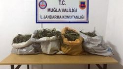 Muğla'da 10 kilogram kubar esrar ele geçirildi
