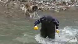 Çayda mahsur kalan köpek kurtarıldı