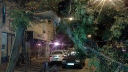 Devrilen ağacın altından son anda kaçtı