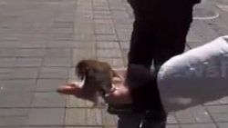 Dilencinin kuşu onun yerine paraları topluyor