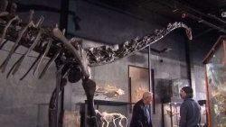 Servet değerinde 160 milyon yıllık dinozor iskeleti - izle