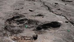 Kanada'da 100 milyon yıllık dinozor yolu bulundu