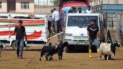 Kurban pazarında Türkçe ve Kürtçe dolandırıcılık uyarısı