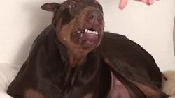 Dobermanla tehlikeli yakınlaşma İZLE
