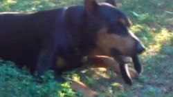 Amerika'da doberman tavşan yedi