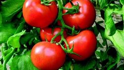 Domates üreticinin yüzünü güldürdü