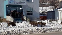 Tunceli'de aç kalan domuzlar şehre indi