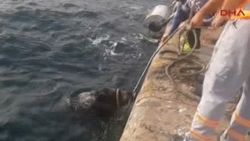 İstanbul Boğazı'ndan 3'üncü kez domuz çıktı