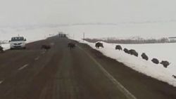Erzurum'da domuz sürüsü karayoluna çıktı