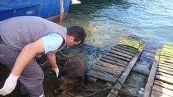 Beykoz'da denizden domuz çıktı