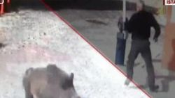 Sarıyer'de bir siteye domuz sürüsü girdi