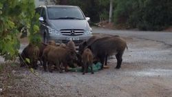 Marmaris’te aç kalan domuzlar şehre indi