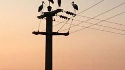 Leylekler Bursa'da 10 köyde elektrik kesintisi yaşattı