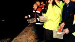 Karadeniz'e 500 yavru kalkan bırakıldı