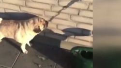 Suyun gölgesini içmeye çalışan köpek