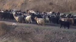 Güney Doğu Anadolu'da göçerlerin yayla mutluluğu