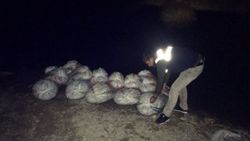 Van'da 2 ton ölü inci kefali bulundu