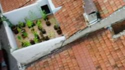 Balkonunda uyuşturucu yetiştiren kişi yakalandı
