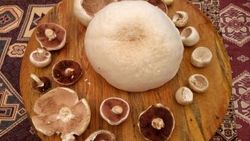Kütahya'da 2 kilogramlık mantar bulundu