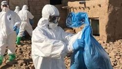 Çin'de Afrika domuz vebası korkusu