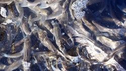 Bodrum'da 35 bin levrek yavrusu denize bırakıldı