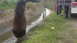 Aydın'da sulama kanalına düşen at kurtarıldı