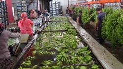 Silifke'de yılda 25 bin ton muz hasat ediliyor