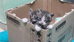 Hemşireler iki yavru kedi için seferber oldu
