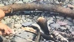 Avladığı yılanı yedi ardından ceza yedi