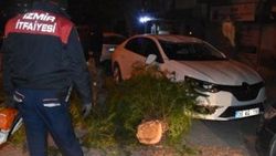 Şiddetli rüzgar İzmir'de ağaçları devirdi