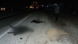 Malatya'da bir tanker 30 küçükbaş hayvan ve çobanı ezdi