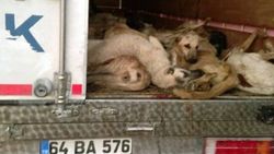 Kamyon kasasından onlarca ölü köpek bulundu