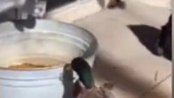 Oğlakla yemek kavgası yapan ördek