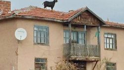 Çatıya çıkan keçi saatler sonra güçlükle indirilebildi