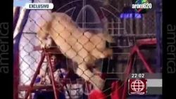 Aslan kadını başından yakaladı İZLE