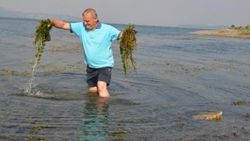 Kuraklığın vurduğu Sapanca Gölü yosun tuttu